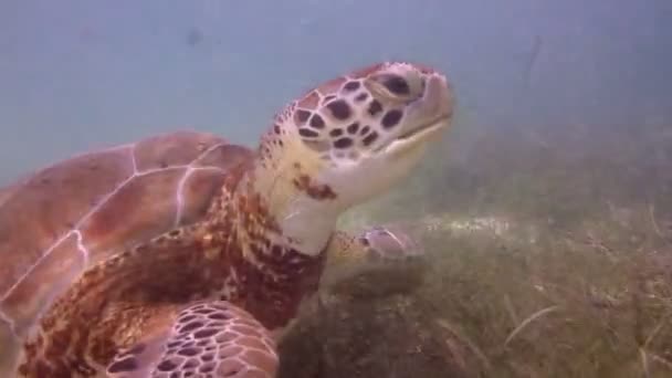 Черепаха-лесоруб снималась под водой в Мексике. — стоковое видео