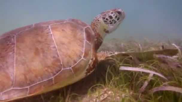 La tortue caouanne filmée sous l'eau au Mexique — Video