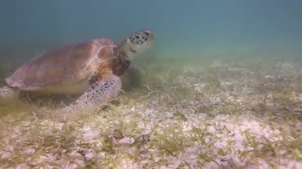 La tortue caouanne filmée sous l'eau au Mexique — Video