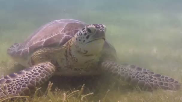 Caretta sköldpaddan filmade under vattnet i Mexiko — Stockvideo