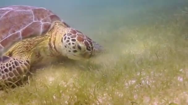 Caretta sköldpaddan filmade under vattnet i Mexiko — Stockvideo