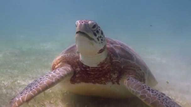 Черепаха-лісоруб зняла під водою в мексиці — стокове відео