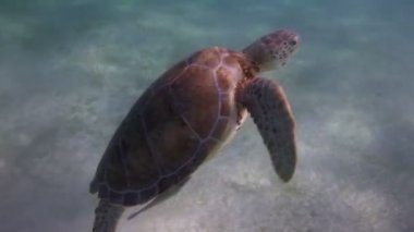 kaplumbağası, su altında Meksika'da çekildi