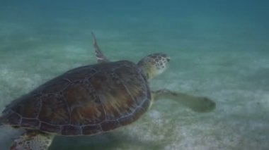 kaplumbağası, su altında Meksika'da çekildi
