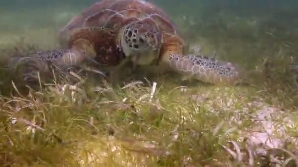 De schildpad loggerhead gefilmd onderwater in mexico — Stockvideo