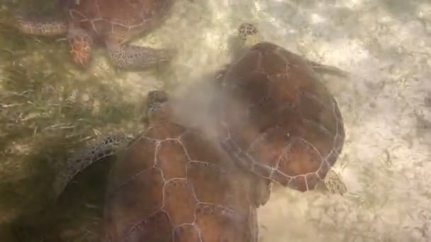 Żółw karetta kręcony podwodny w Meksyku — Wideo stockowe