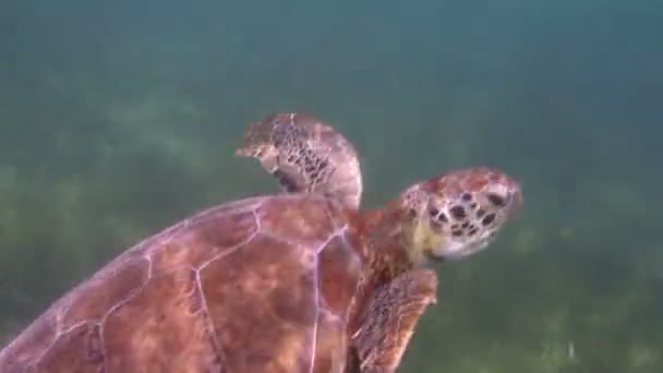 Caretta sköldpaddan filmade under vattnet i Mexiko — Stockvideo