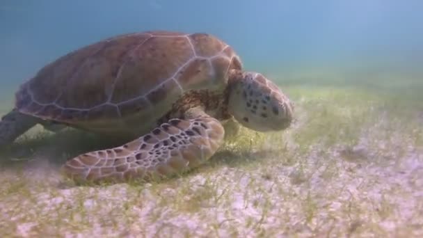 The loggerhead turtle filmed underwater in mexico — Stock Video