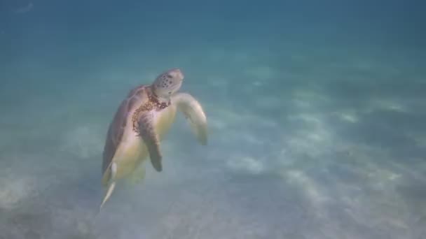 Żółw karetta kręcony podwodny w Meksyku — Wideo stockowe