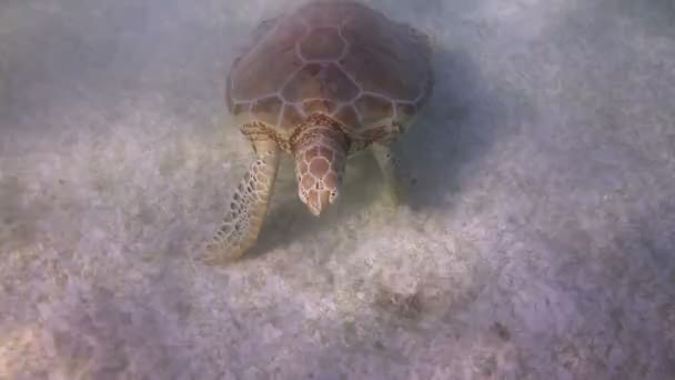 Caretta sköldpaddan filmade under vattnet i Mexiko — Stockvideo