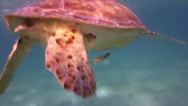 The loggerhead turtle filmed underwater in mexico — Stock Video