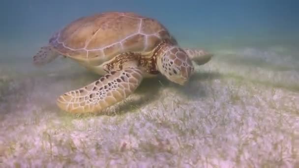 De schildpad loggerhead gefilmd onderwater in mexico — Stockvideo