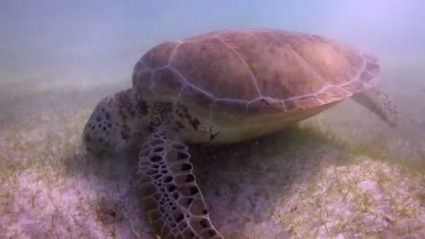 La tartaruga testuggine filmata sott'acqua in Messico — Video Stock