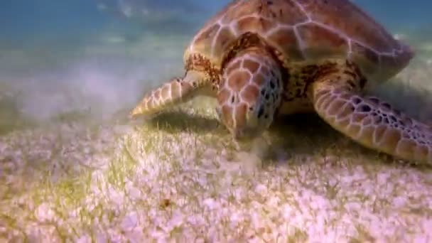 A tartaruga cabeçuda filmada debaixo d 'água no México — Vídeo de Stock