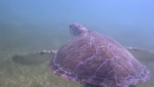 Черепаха-лісоруб зняла під водою в мексиці — стокове відео