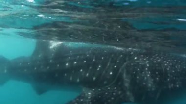 bir balina köpekbalığı, dünyanın en büyük balık Sualtı çekim