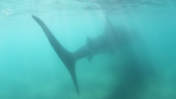 Tiro subaquático de um tubarão-baleia, o maior peixe do mundo — Vídeo de Stock