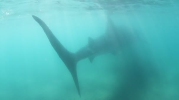 Unterwasseraufnahme eines Walhais, des größten Fisches der Welt — Stockvideo