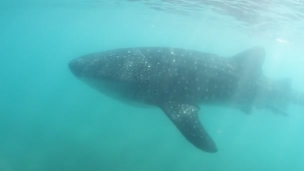 Underwater skott av en valhaj, världens största fisk — Stockvideo