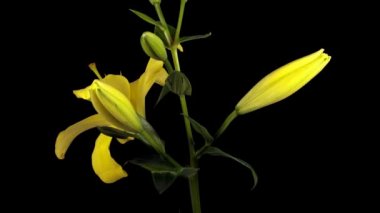 Sarı, Illy 5 gün çekildi