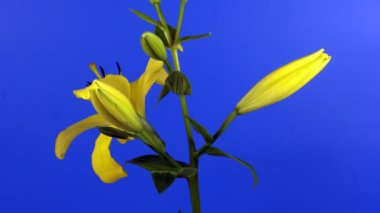 Sarı, Illy 5 gün çekildi