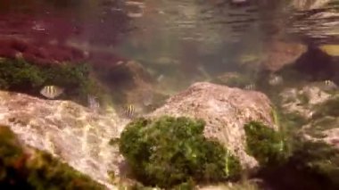 bir deniz park içinde şnorkel yaparken sualtı çekimleri