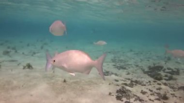 bir deniz park içinde şnorkel yaparken sualtı çekimleri