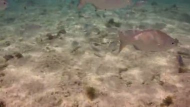 bir deniz park içinde şnorkel yaparken sualtı çekimleri