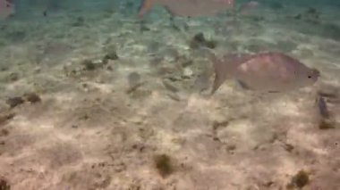 bir deniz park içinde şnorkel yaparken sualtı çekimleri