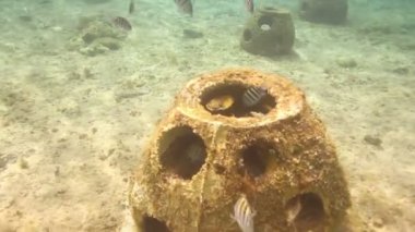 bir deniz park içinde şnorkel yaparken sualtı çekimleri