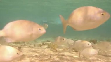 bir deniz park içinde şnorkel yaparken sualtı çekimleri