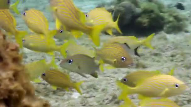 Onderwater foto's terwijl snorkelen in een marien park — Stockvideo