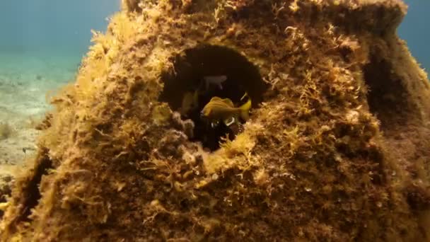 Fotos subaquáticas enquanto snorkeling em um parque marinho — Vídeo de Stock