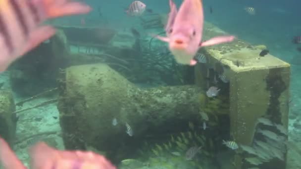 Onderwater foto's terwijl snorkelen in een marien park — Stockvideo