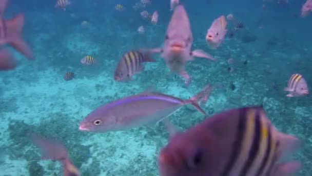 Photographies sous-marines lors de la plongée en apnée dans un parc marin — Video