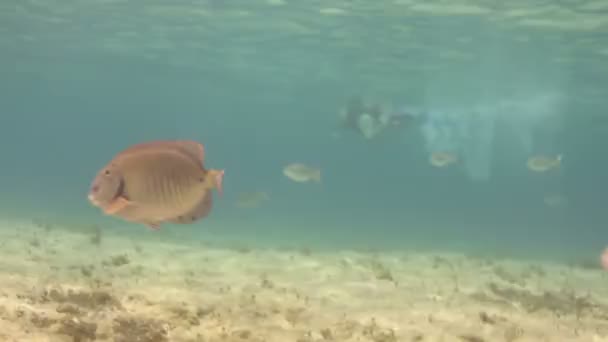 Inyecciones submarinas mientras bucea en un parque marino — Vídeo de stock