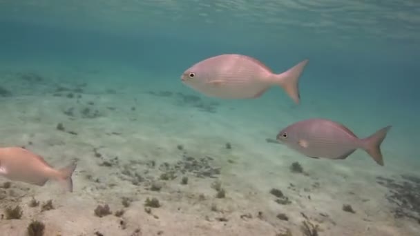 Inyecciones submarinas mientras bucea en un parque marino — Vídeo de stock