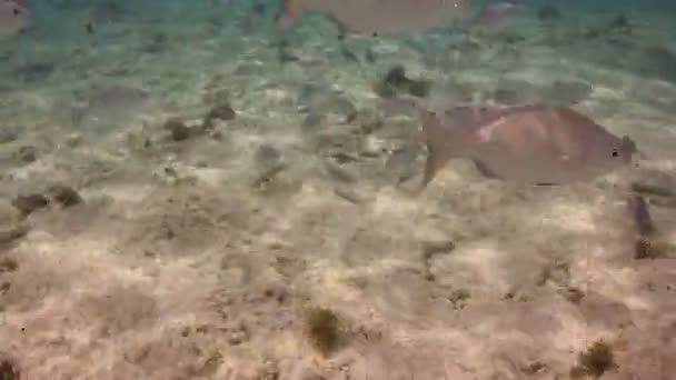 Fotos subaquáticas enquanto snorkeling em um parque marinho — Vídeo de Stock