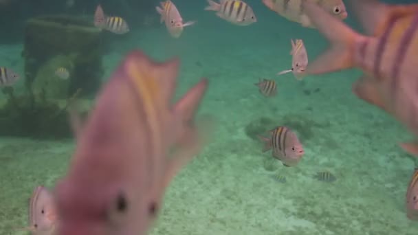 Подводные снимки во время плавания с маской в морском парке — стоковое видео