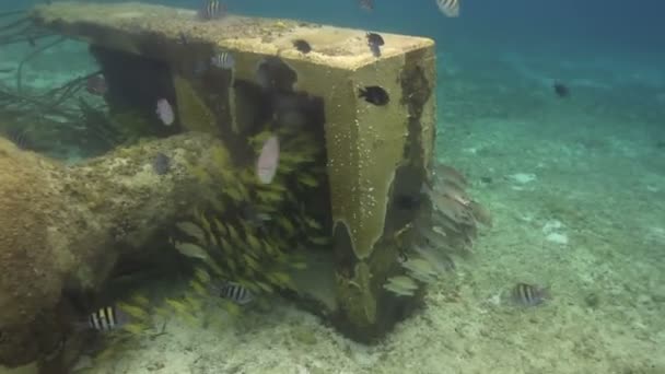 Undervattens bilder medan snorkling i en marin park — Stockvideo