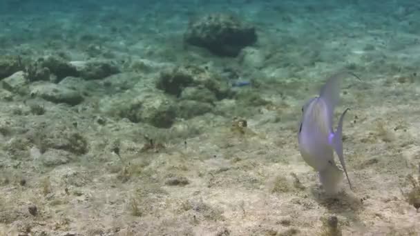 Підводні постріли під час підводного плавання в морському парку — стокове відео