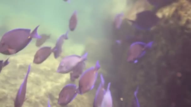 Colpi subacquei mentre fai snorkeling in un parco marino — Video Stock