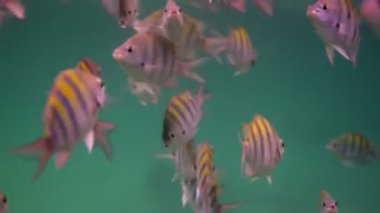 bir deniz park içinde şnorkel yaparken sualtı çekimleri