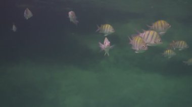 bir deniz park içinde şnorkel yaparken sualtı çekimleri