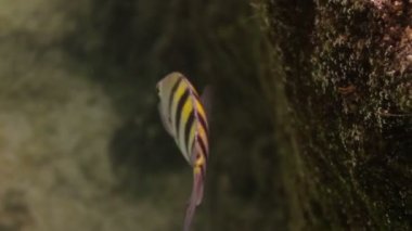 bir deniz park içinde şnorkel yaparken sualtı çekimleri