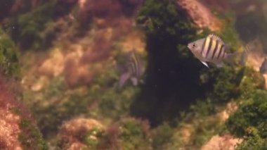 bir deniz park içinde şnorkel yaparken sualtı çekimleri