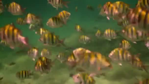 海洋公園でシュノーケ リングをしながら水中撮影 — ストック動画