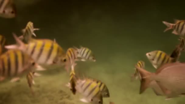 Onderwater foto's terwijl snorkelen in een marien park — Stockvideo