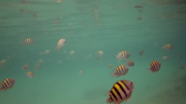 Colpi subacquei mentre fai snorkeling in un parco marino — Video Stock