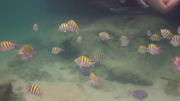 Inyecciones submarinas mientras bucea en un parque marino — Vídeos de Stock